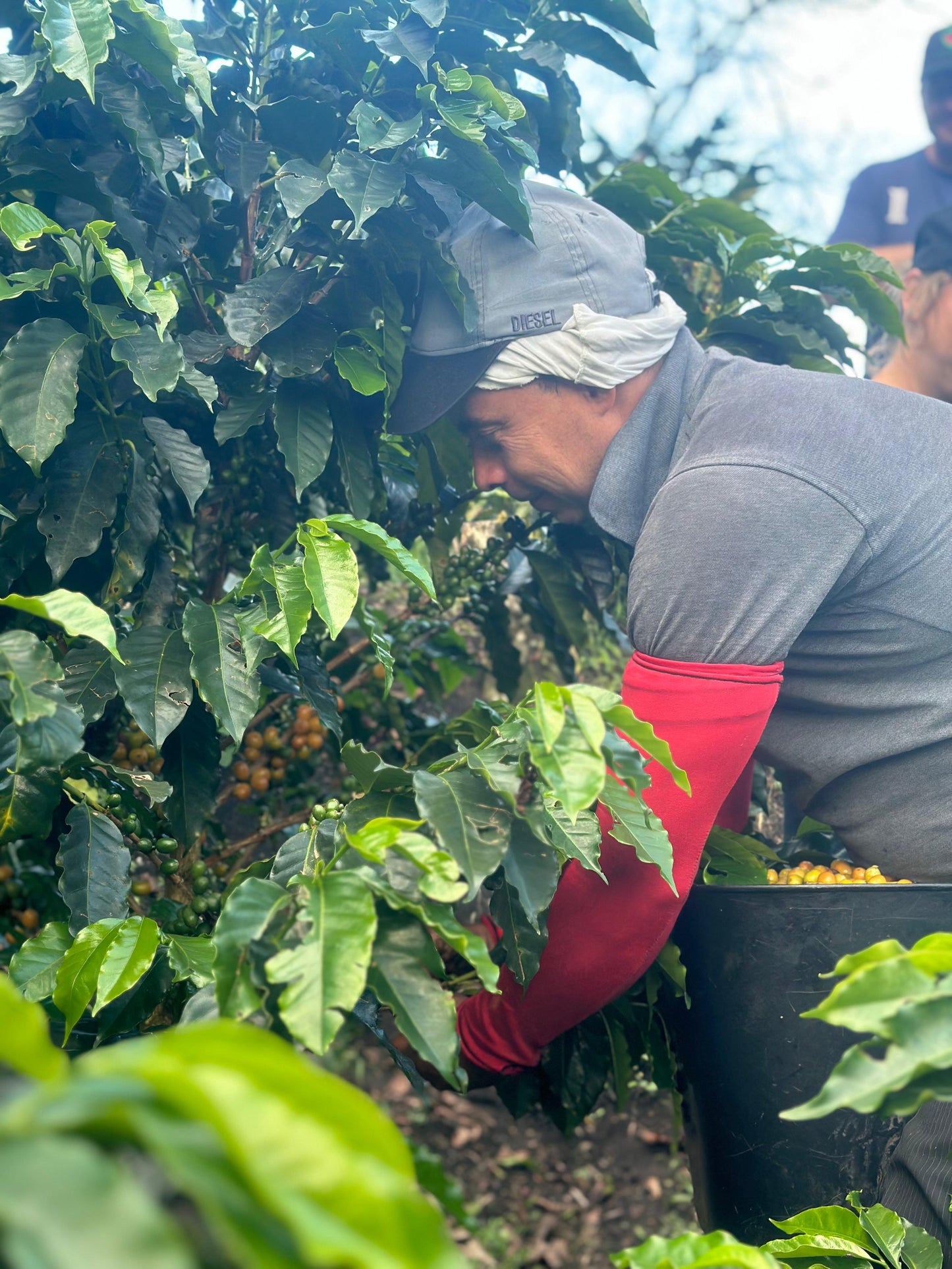 Colombia Avelino Mena