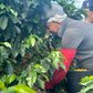 Colombia Avelino Mena